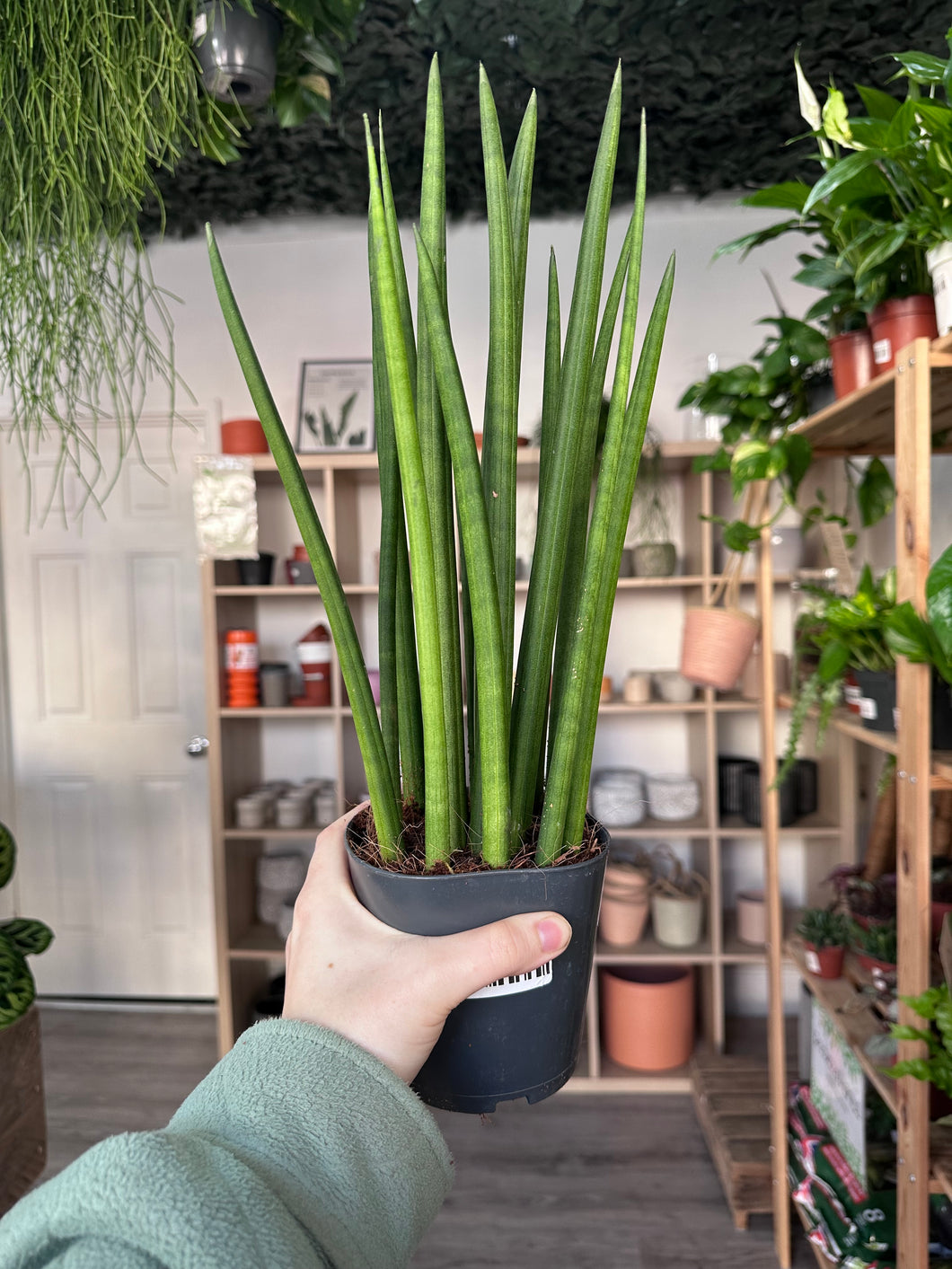 Sansevieria Mikado