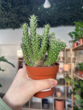 Load image into Gallery viewer, Austrocylindropuntia Subulata
