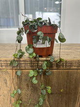 Load image into Gallery viewer, Ceropegia Woodii - String of hearts
