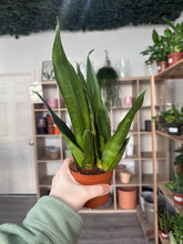 Load image into Gallery viewer, Sansevieria Black Diamond (Snake Plant)
