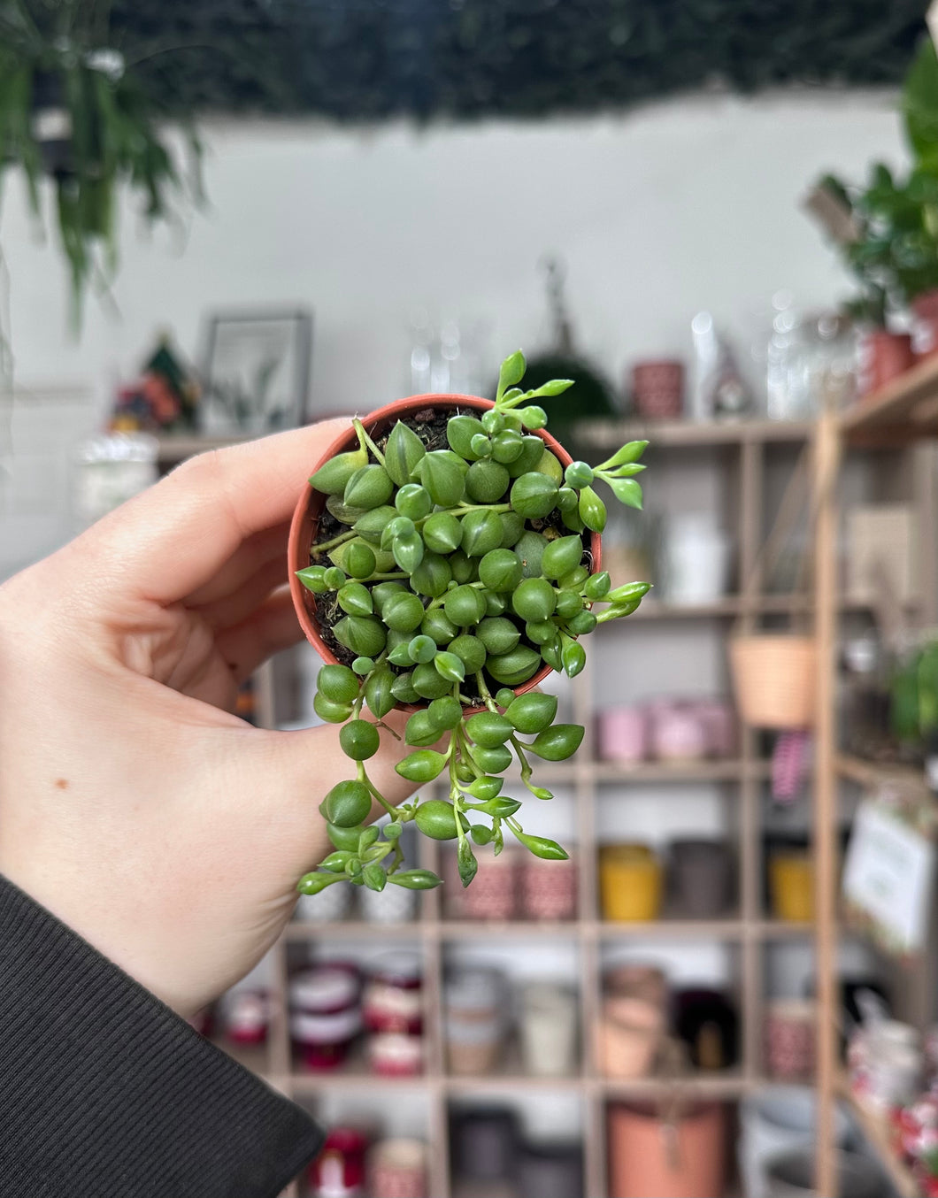 Senecio Herreianus - String of Beads