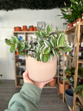 Load image into Gallery viewer, Tradescantia Nanouk
