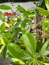 Load image into Gallery viewer, Schefflera Gold Capella ‘Umbrella Plant’
