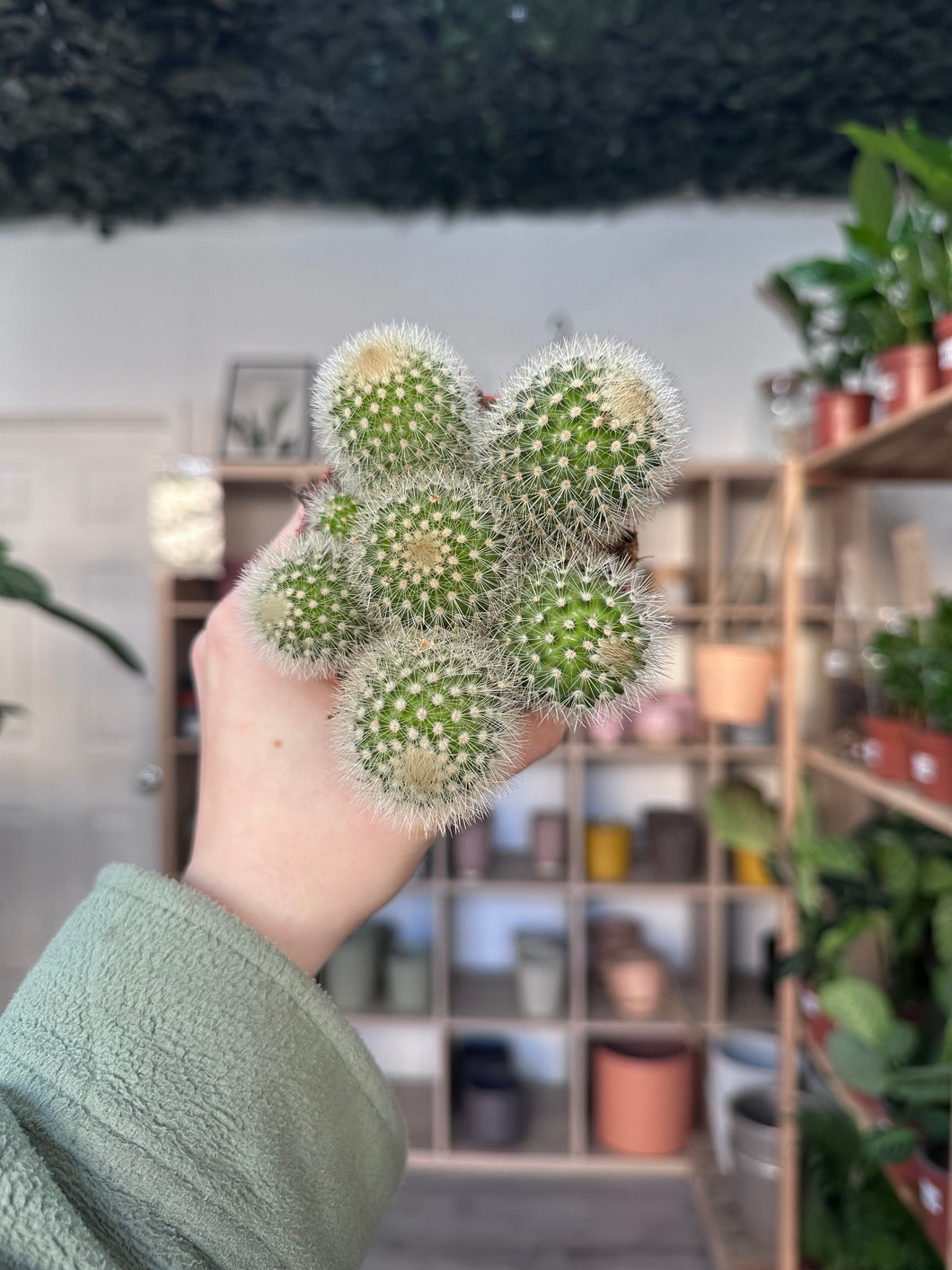 Parodia Scopa