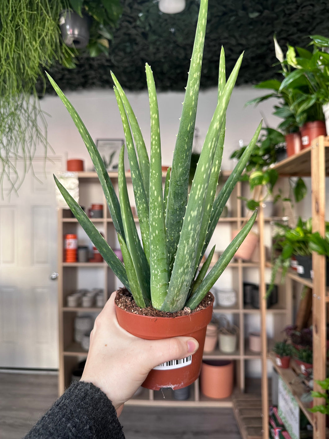 Aloe Vera