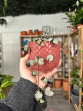 Load image into Gallery viewer, Ceropegia Woodii &#39;String of Hearts&#39;
