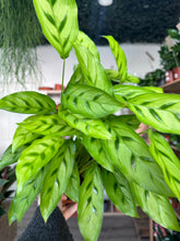 Load image into Gallery viewer, Calathea Leopardina
