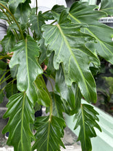 Load image into Gallery viewer, Philodendron Xanadu
