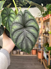 Load image into Gallery viewer, Alocasia Dragon Scale
