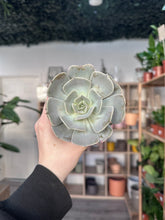 Load image into Gallery viewer, Echeveria
