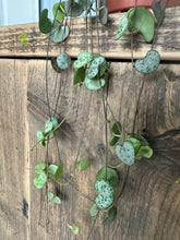 Load image into Gallery viewer, Ceropegia Woodii - String of hearts

