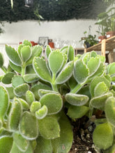 Load image into Gallery viewer, Cotyledon tomentosa ‘Bear Paws’
