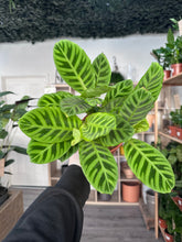 Load image into Gallery viewer, Calathea Zebrina
