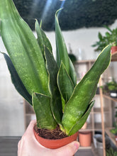 Load image into Gallery viewer, Sansevieria Black Diamond (Snake Plant)
