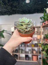 Load image into Gallery viewer, Echeveria
