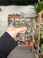 Load image into Gallery viewer, Ceropegia Woodii &#39;String of Hearts Super Marlies&#39; (Variegated)
