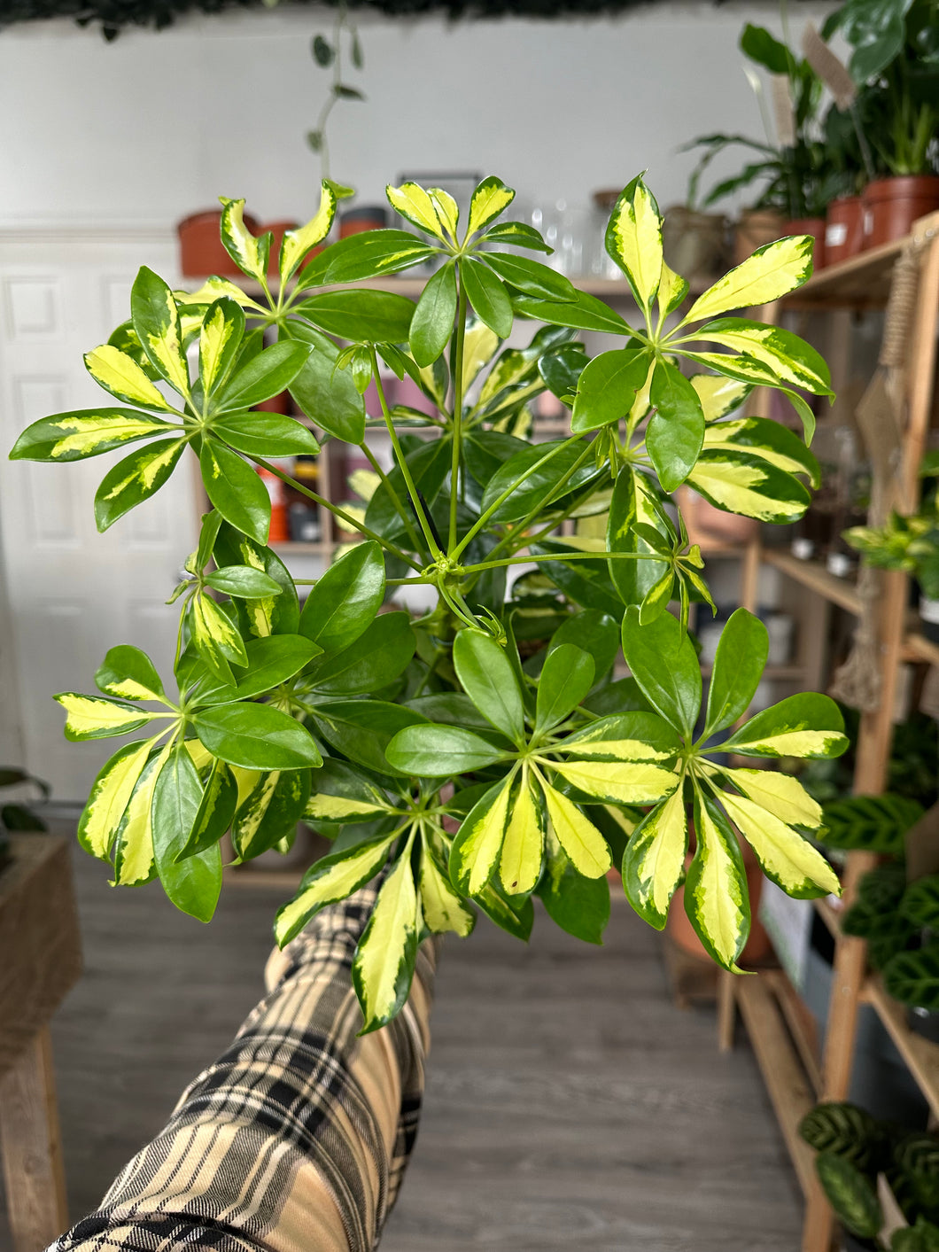 Schefflera Gold Capella ‘Umbrella Plant’