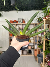 Load image into Gallery viewer, Sansevieria Boncellensis
