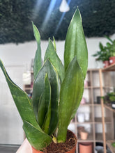 Load image into Gallery viewer, Sansevieria Black Diamond (Snake Plant)
