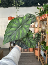 Load image into Gallery viewer, Alocasia Dragon Scale
