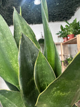 Load image into Gallery viewer, Sansevieria Black Diamond (Snake Plant)
