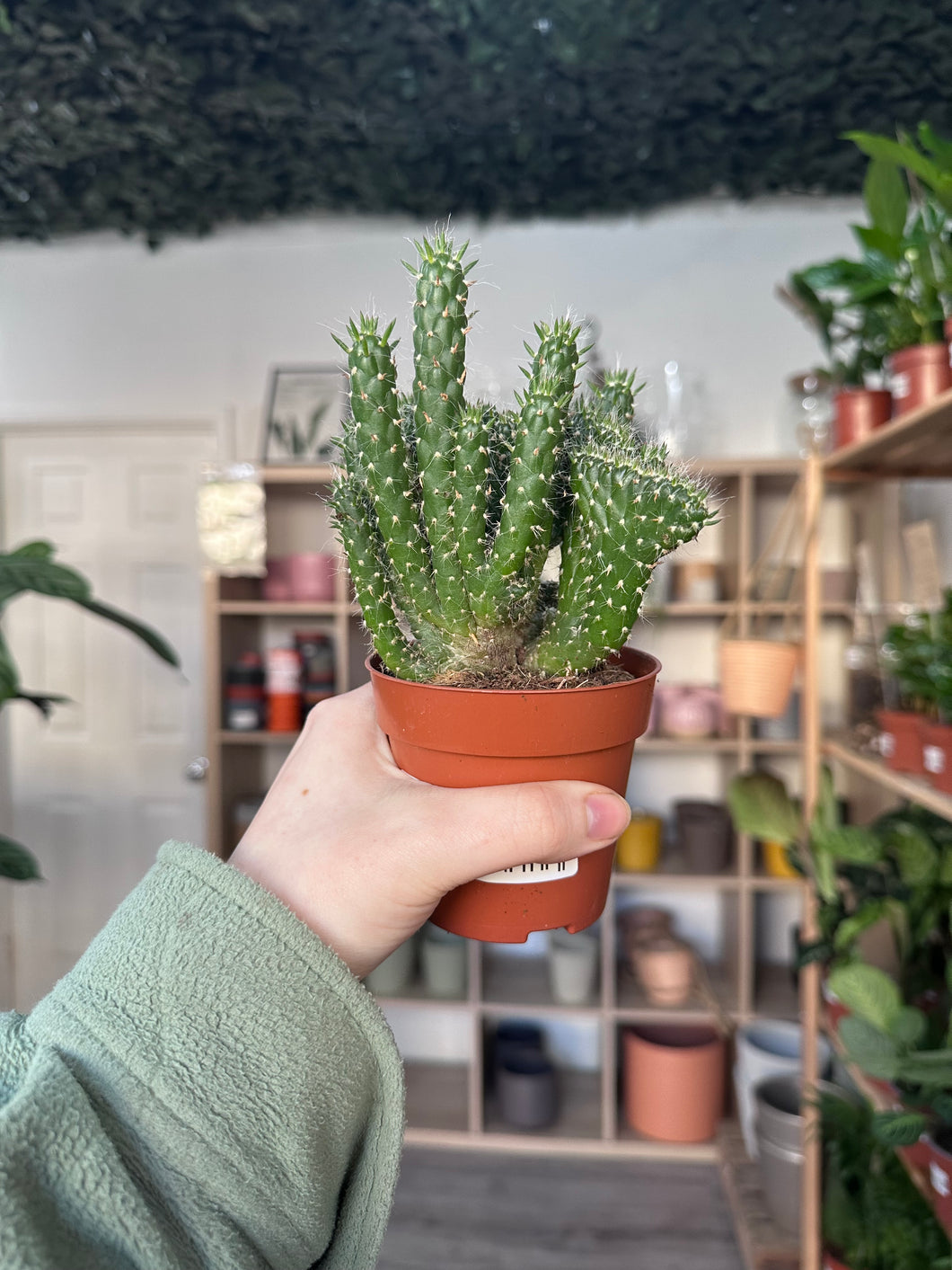 Austrocylindropuntia Subulata