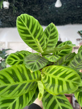 Load image into Gallery viewer, Calathea Zebrina
