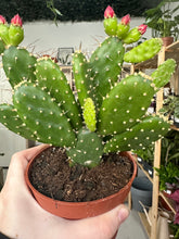 Load image into Gallery viewer, Opuntia Quitensis
