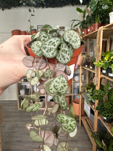 Load image into Gallery viewer, Ceropegia Woodii &#39;String of Hearts&#39;

