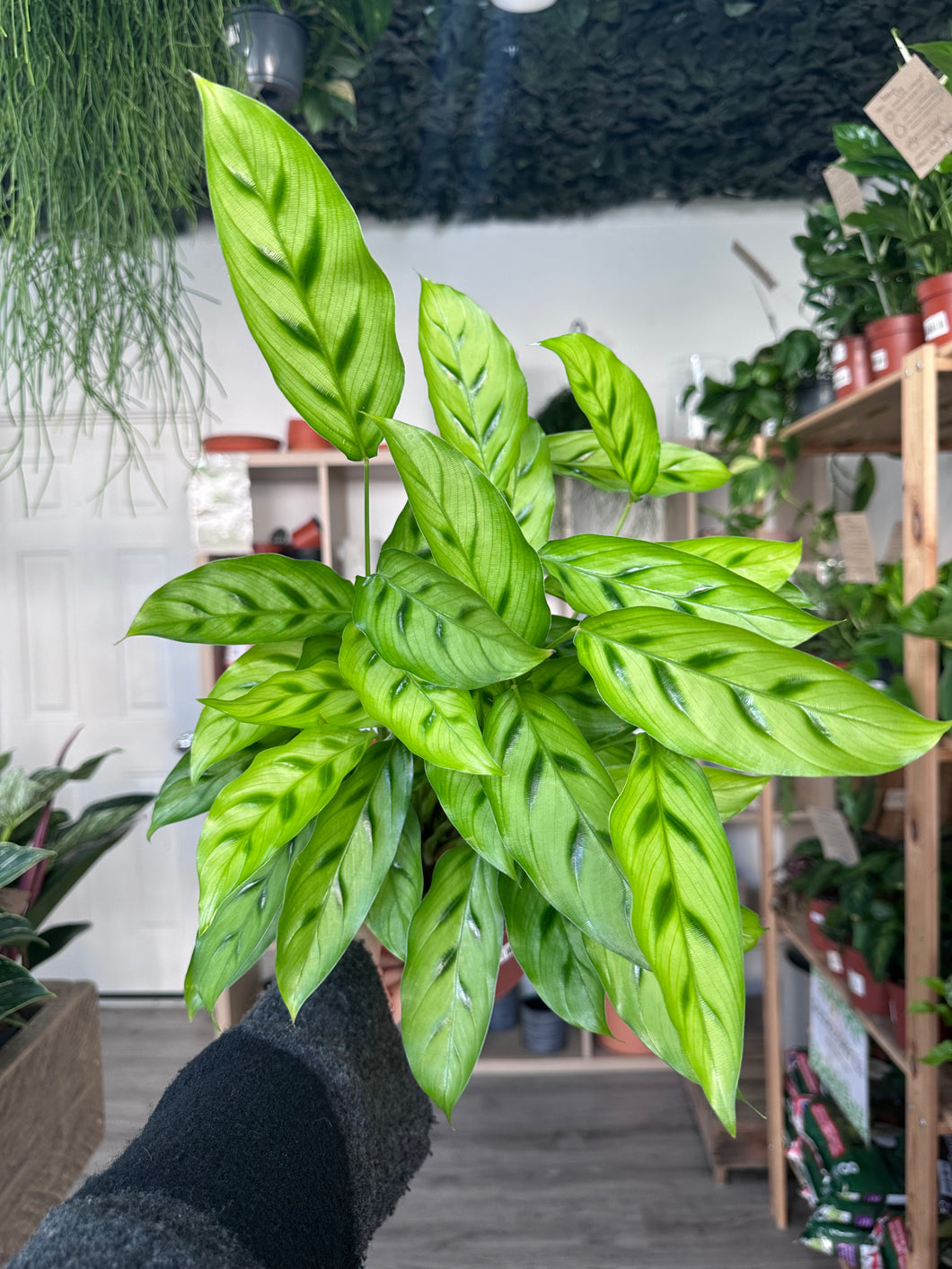 Calathea Leopardina