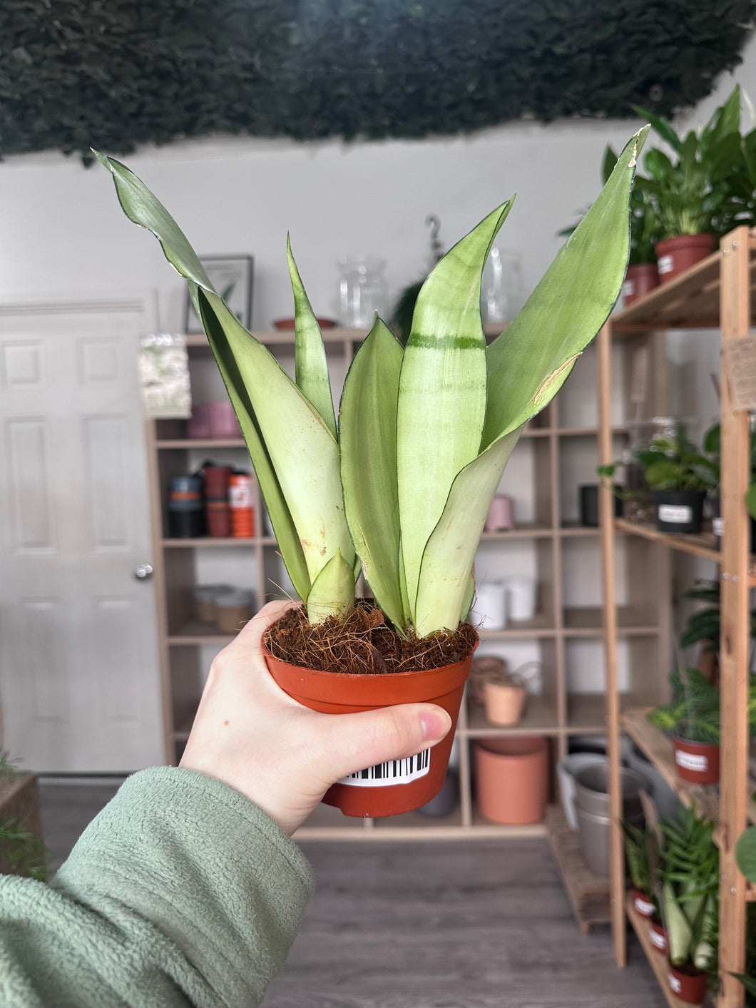 Sansevieria Moonshine (Snake Plant)