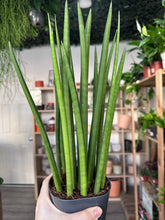 Load image into Gallery viewer, Sansevieria Mikado
