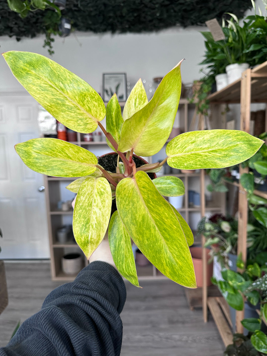 Philodendron Painted Lady