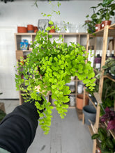 Load image into Gallery viewer, Adiantum Fragrans
