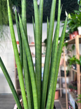 Load image into Gallery viewer, Sansevieria Mikado
