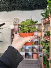 Load image into Gallery viewer, Fittonia ‘Nerve Plant’ Red and Green
