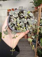 Load image into Gallery viewer, Ceropegia Woodii &#39;String of Hearts Super Marlies&#39; (Variegated)
