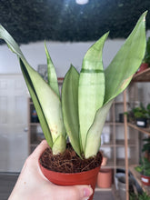 Load image into Gallery viewer, Sansevieria Moonshine (Snake Plant)
