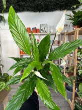 Load image into Gallery viewer, Spathiphyllum - Peace Lily
