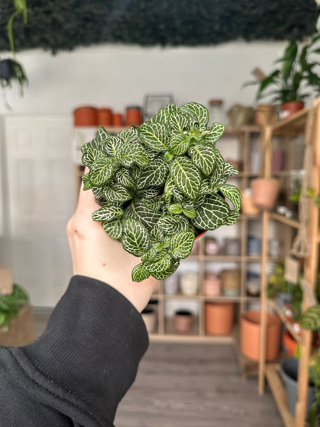 Fittonia ‘Nerve Plant’ Green and White
