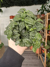 Load image into Gallery viewer, Fittonia ‘Nerve Plant’ Green and White
