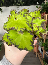 Load image into Gallery viewer, Begonia Rex ‘Jive’
