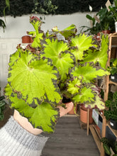 Load image into Gallery viewer, Begonia Rex ‘Jive’
