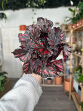 Load image into Gallery viewer, Begonia Rex ‘Etna’
