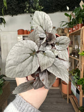 Load image into Gallery viewer, Begonia Rex Artic Breeze
