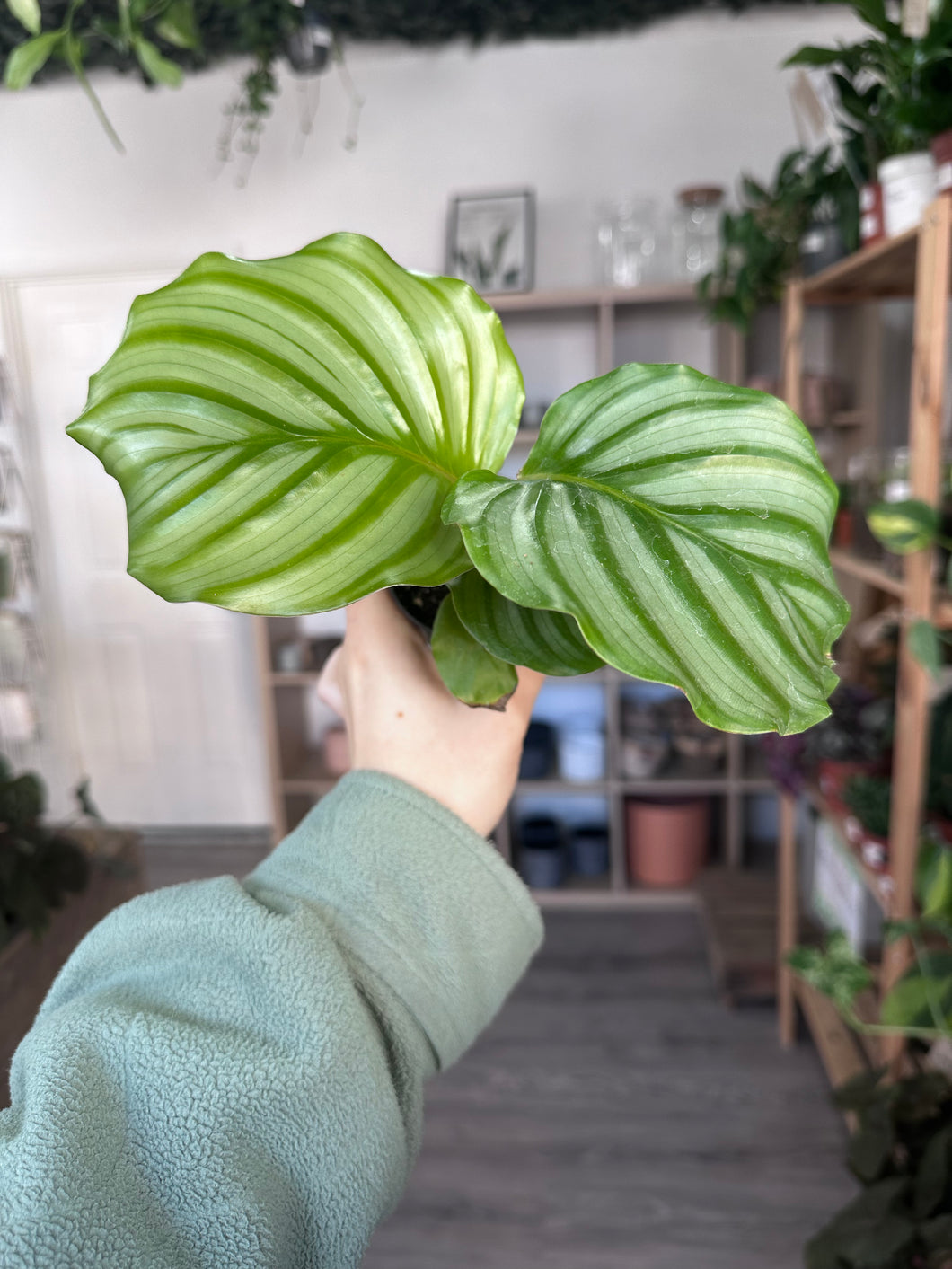 Calathea Orbifolia