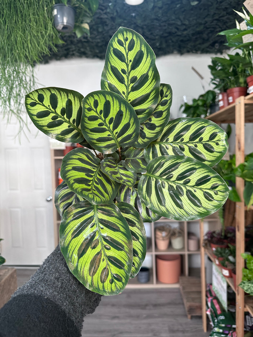 Calathea Makoyana