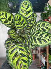 Load image into Gallery viewer, Calathea Makoyana
