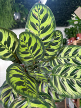 Load image into Gallery viewer, Calathea Makoyana
