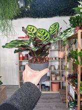 Load image into Gallery viewer, Calathea Makoyana
